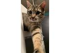 Adopt Mina a Brown Tabby Domestic Shorthair (short coat) cat in Raleigh