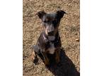 Adopt Paisley Fall Puppy a Doberman Pinscher dog in Albuquerque, NM (33390840)