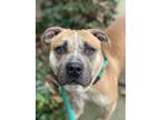 Adopt Bruno a Brown/Chocolate American Staffordshire Terrier / Pit Bull Terrier