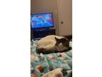 Adopt Jason a White (Mostly) American Shorthair / Mixed (short coat) cat in