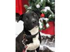 Adopt Tucker a Black - with White Border Collie / Pit Bull Terrier / Mixed dog