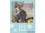 Adopt Serafina a Gray or Blue (Mostly) Domestic Shorthair (short coat) cat in
