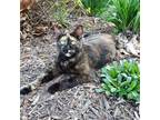 Adopt Mia a Tortoiseshell Domestic Shorthair / Mixed (short coat) cat in