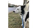 Adopt Snoopy a Black - with White Border Collie / Mixed dog in Warrior