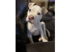 Adopt Meatloaf a Staffordshire Bull Terrier, Boxer