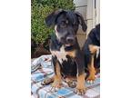 Cappuccino Rottweiler Puppy Male
