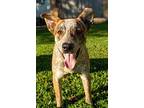 Fiver (BRG) Catahoula Leopard Dog Young Male