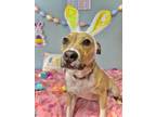 Adopt Ariel a Tan/Yellow/Fawn American Staffordshire Terrier / Mixed dog in
