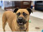 Adopt Irv a Brown/Chocolate Mastiff / Mixed Breed (Large) / Mixed dog in