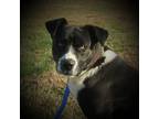 Adopt Jimmy a Terrier (Unknown Type, Medium) / American Staffordshire Terrier /
