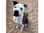 Adopt NELLY a Brindle - with White Boxer / Mixed dog in Albuquerque