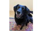 Adopt Mathilda a Black Basset Hound / Labrador Retriever / Mixed dog in New