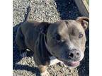 Adopt Sox Brother Blue a Staffordshire Bull Terrier / Mixed dog in San Pablo