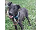 Adopt Juan Camilo a Black Great Dane / Mixed Breed (Large) / Mixed dog in Gig