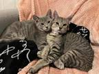 Adopt Second and Minute Kittens a Brown Tabby Domestic Shorthair / Mixed (short