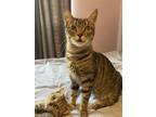 Adopt Time Kitten a Brown Tabby Domestic Shorthair / Mixed (short coat) cat in