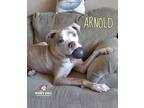 Adopt Arnold (Courtesy Post) a Tan/Yellow/Fawn - with White Boxer / Pointer dog
