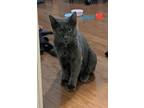 Adopt Luna a Gray or Blue Russian Blue (medium coat) cat in Murfreesboro