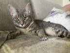 Adopt Stormy a Gray or Blue American Shorthair / Mixed (medium coat) cat in