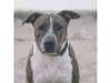 Adopt Ace a Brindle - with Whi