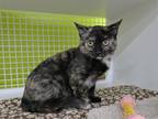 Adopt Nina a Tortoiseshell Domestic Shorthair (short coat) cat in Kalispell
