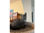 Adopt Lucy a Gray or Blue Russian Blue (short coat) cat in Greensburg