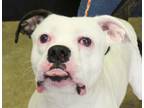 Adopt Jethro a Boxer, Pit Bull Terrier