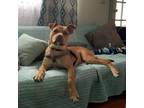 Adopt Joey a Terrier, American Staffordshire Terrier