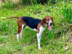 Adopt Crash a Treeing Walker Coonhound