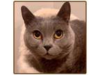 Adopt Genesis a Chartreux