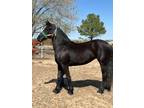 Imported Friesian 2 yr old filly Sired by Bikkel 470