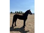 Imported friesian filly 2 yr old Sired by Gerben 479 AAA sport