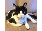 Adopt Bentley Young Kitty a Black & White or Tuxedo Domestic Shorthair / Mixed