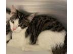 Adopt Tilly a Brown Tabby Domestic Shorthair / Mixed (short coat) cat in