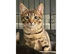 Adopt Will a Brown Tabby Domestic Shorthair / Mixed (short coat) cat in