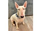 Adopt Tater - (Fee Waived) a White Bull Terrier / Mixed dog in Emmett