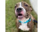 Adopt Bunny Fae EM a Brindle Pit Bull Terrier / Mixed dog in Hartford