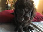 Adopt Coco a Brown/Chocolate Labradoodle / Mixed dog in New Middletown