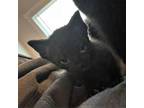 Adopt Pumba a All Black Domestic Shorthair / Mixed cat in Huntsville