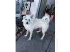 Adopt yuki a White Terrier (Unknown Type, Medium) / Bichon Frise / Mixed dog in