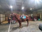 Texas bred quarter horse restart project