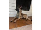 Adopt Perro a Brown/Chocolate - with Black Belgian Malinois / Mixed dog in