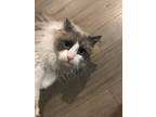 Adopt Mr Biggles a White (Mostly) Ragdoll / Mixed (long coat) cat in Reading