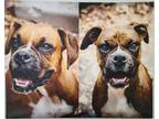 Adopt Charlee & Zoe a Brindle Boxer / Boxer / Mixed dog in West Jordan
