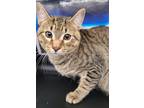 Adopt THOR a Domestic Shorthair / Mixed (short coat) cat in Rome, GA (33400678)