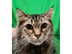 Adopt ABIGAIL a Domestic Mediumhair / Mixed (short coat) cat in Rome