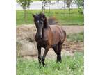 Gorgeous Black Friesian Sport Horse Filly in Ohio