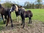 Gorgeous Black Friesian Sport Horse Filly With Movement for Days in Ohio