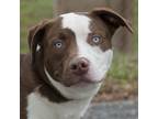 Adopt Tucker a Red/Golden/Orange/Chestnut - with White Pit Bull Terrier / Husky