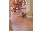 Adopt Bailey a Orange or Red Maine Coon / Mixed (medium coat) cat in Brick